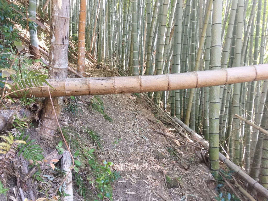 石谷山ハイキングコース 竹の倒木。くぐっていく