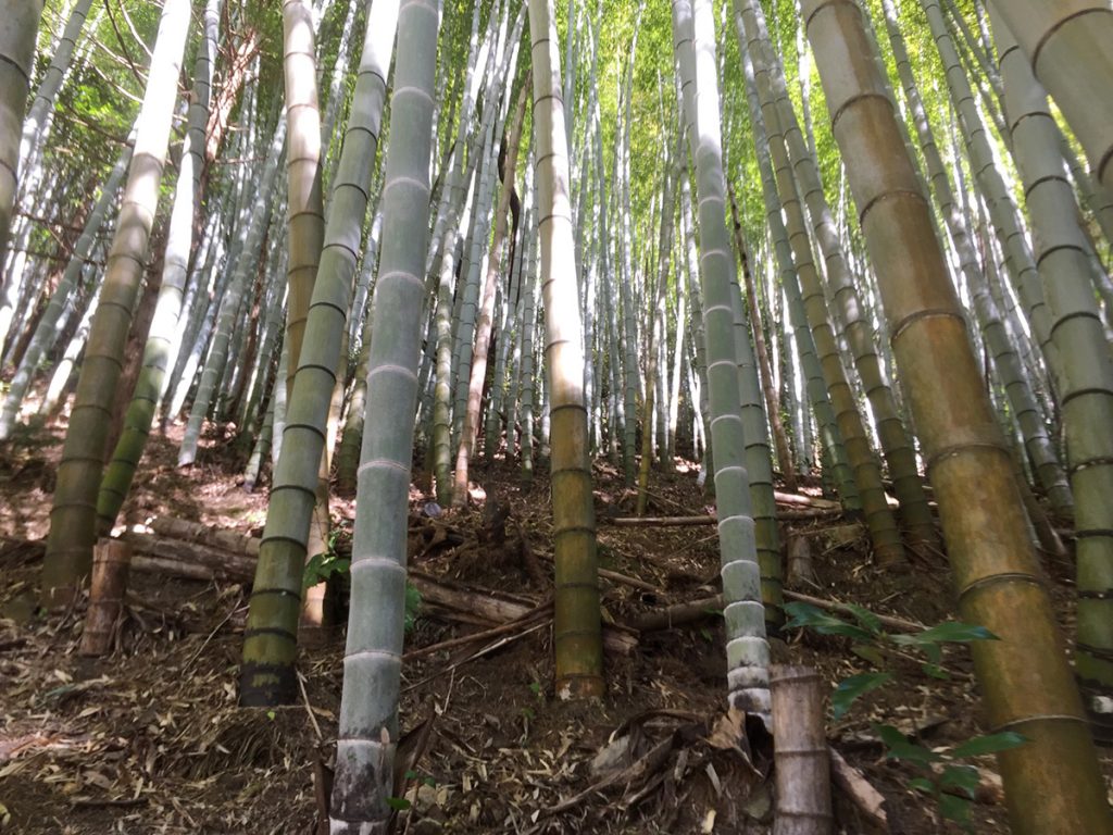 石谷山ハイキングコース 竹林を進む