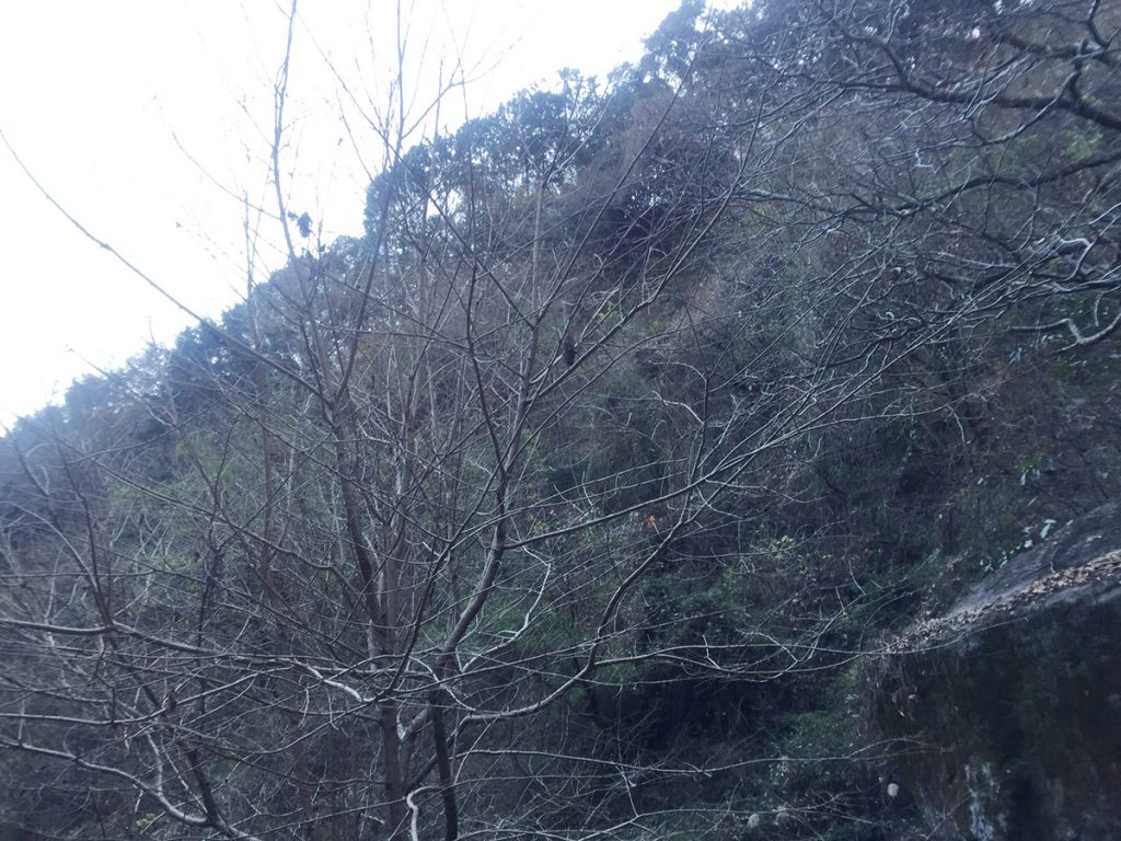 石谷山 八十八石 ハイキングコース 日陰になるのが早い。