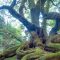 竜爪山 則沢登山口 ウラジロガシの大木