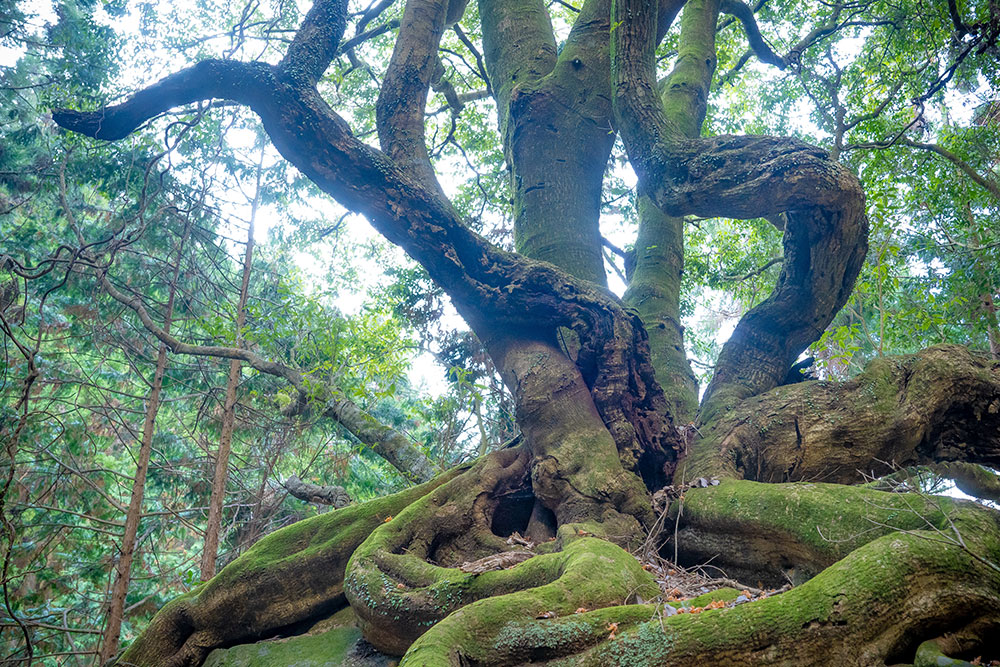 竜爪山 則沢登山口 ウラジロガシの大木