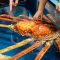 竹島水族館の深海タッチプール！タカアシガニを触れるよ！